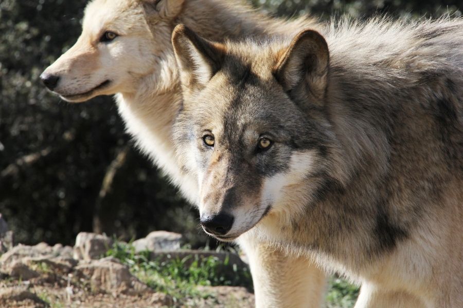Los 10 lobos más grandes del mundo (el lobo más grande registrado) -  Farmacia Cinca