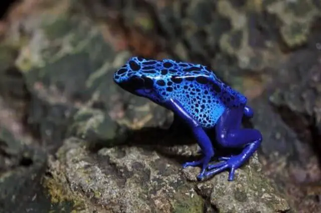 una rana dardo negra y azul sobre una piedra