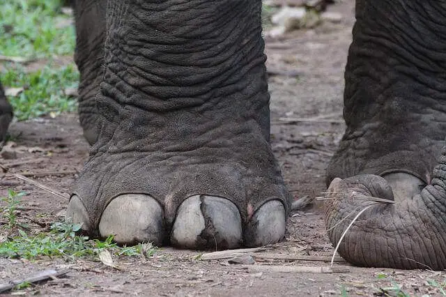 pie de elefante
