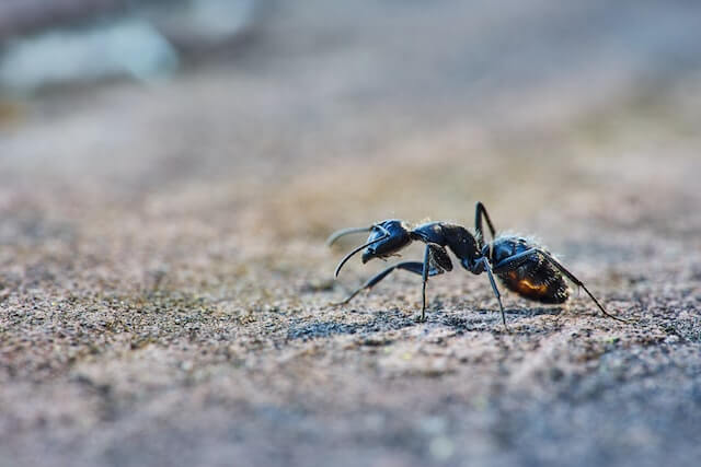 hormiga negra caminando por el suelo