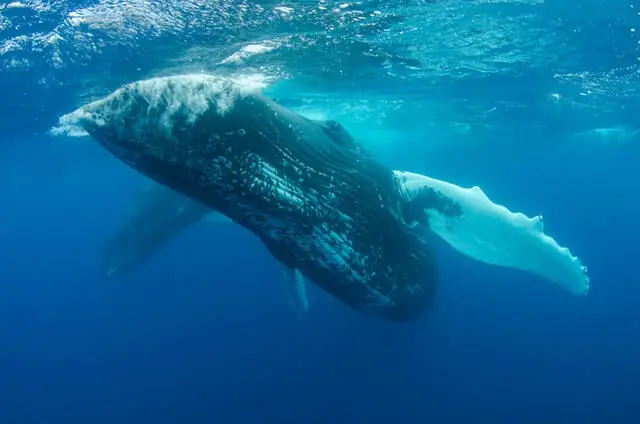una gran ballena azul nadando bajo el agua