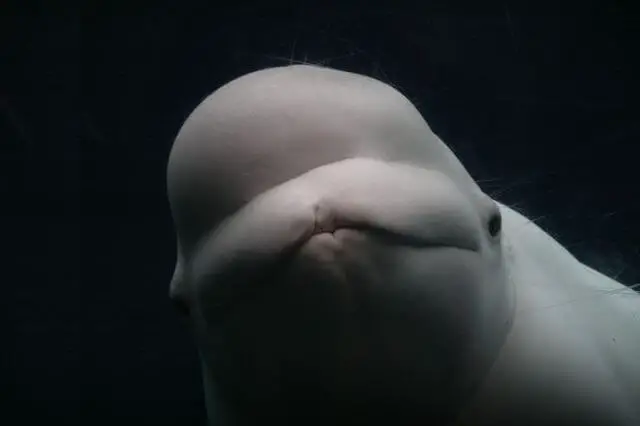 Primer plano de ballena beluga