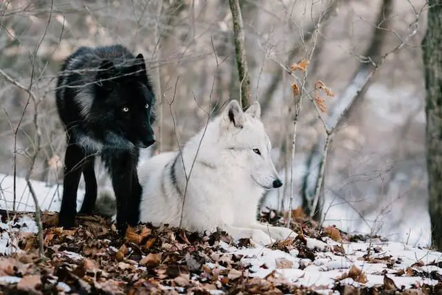 dos lobos en un bosque nevado