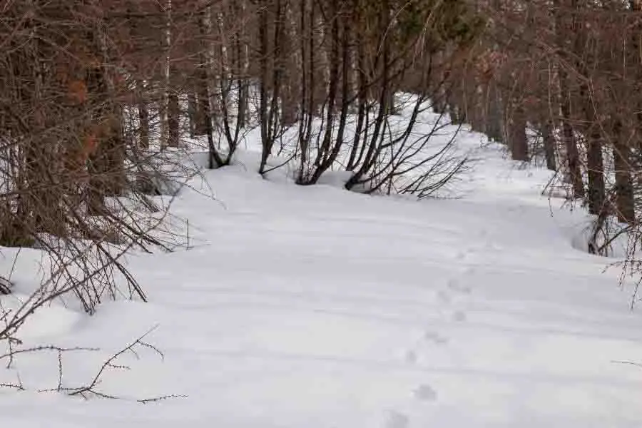 Huellas de zorro en la nieve