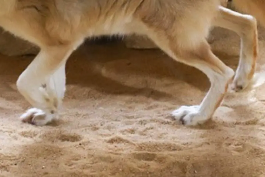 Huellas de zorro en la arena
