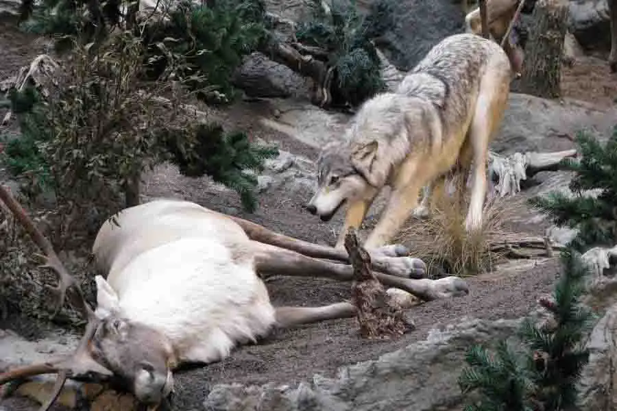 lobos con su presa
