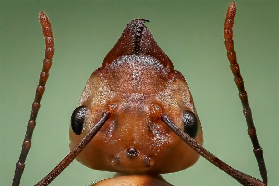cabeza de hormiga con sus ojos, antenas y mandíbulas