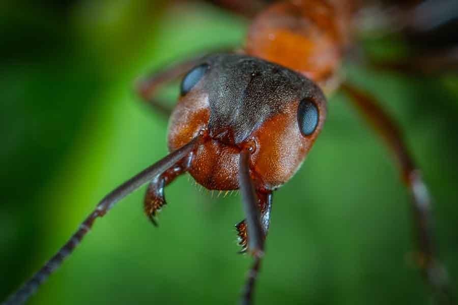 hormiga grandes ojos redondos