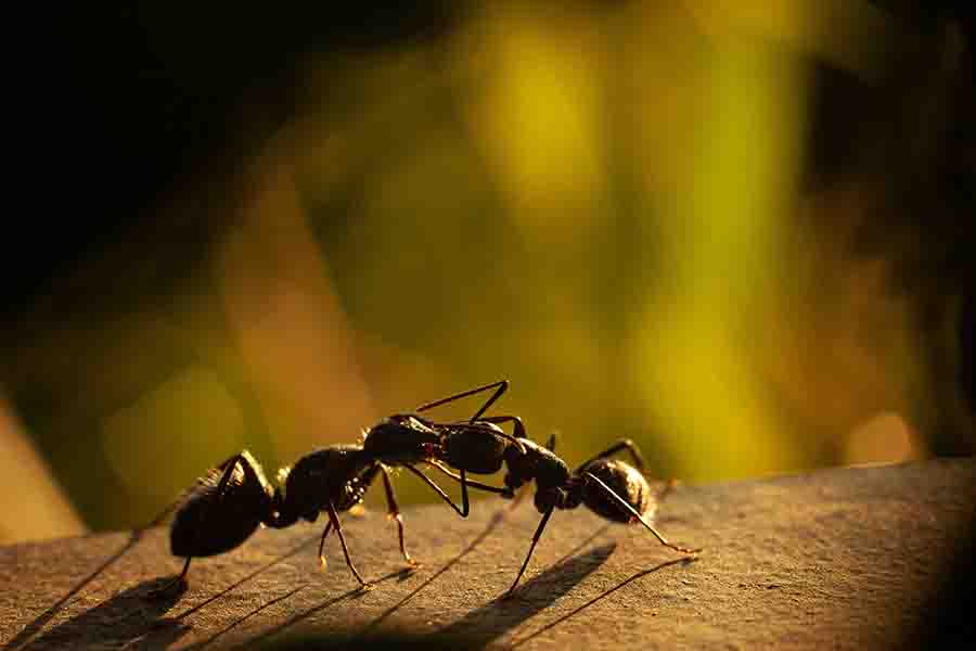 hormigas carpinteras activas por la noche