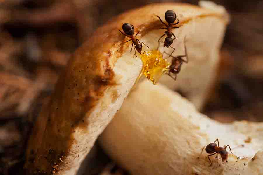 hormigas carpinteras comiendo