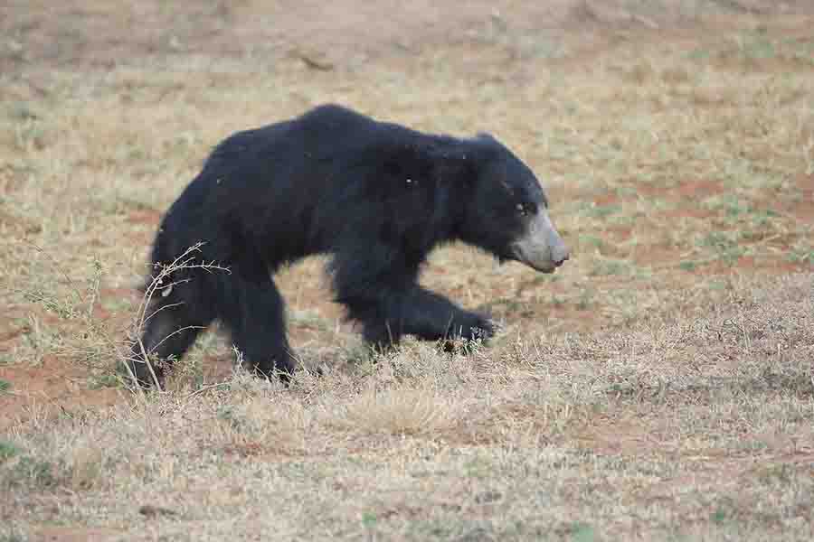 osos perezosos caminando por el campo