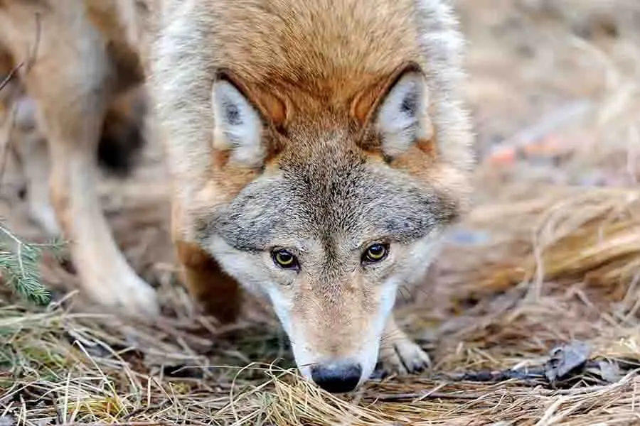 lobo-salvaje-en-el-bosque-usando el sentido del olfato