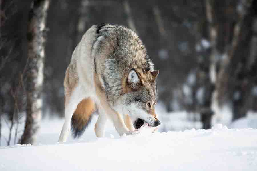 lobo-comiendo-carne-en-la-nieve