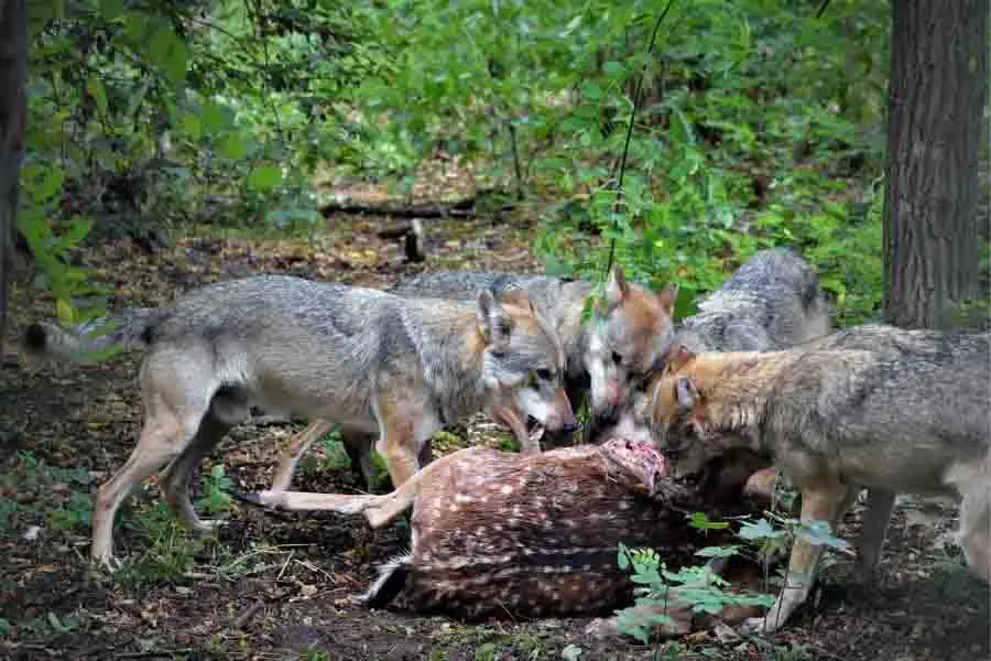lobos cazando como depredadores
