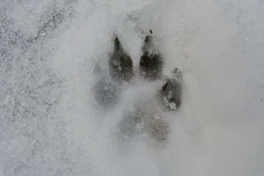 marca de garras de lobo en la nieve
