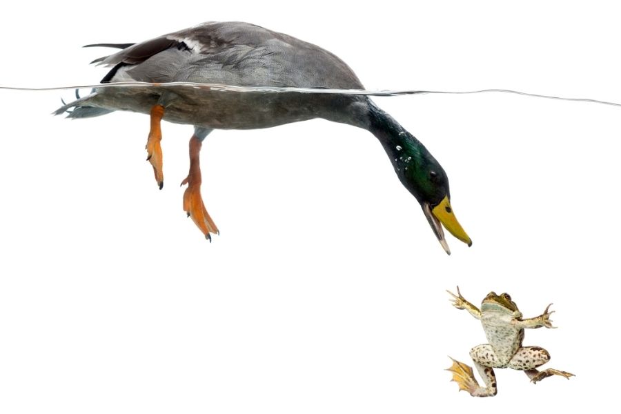 Buceo de pato real para atrapar una rana