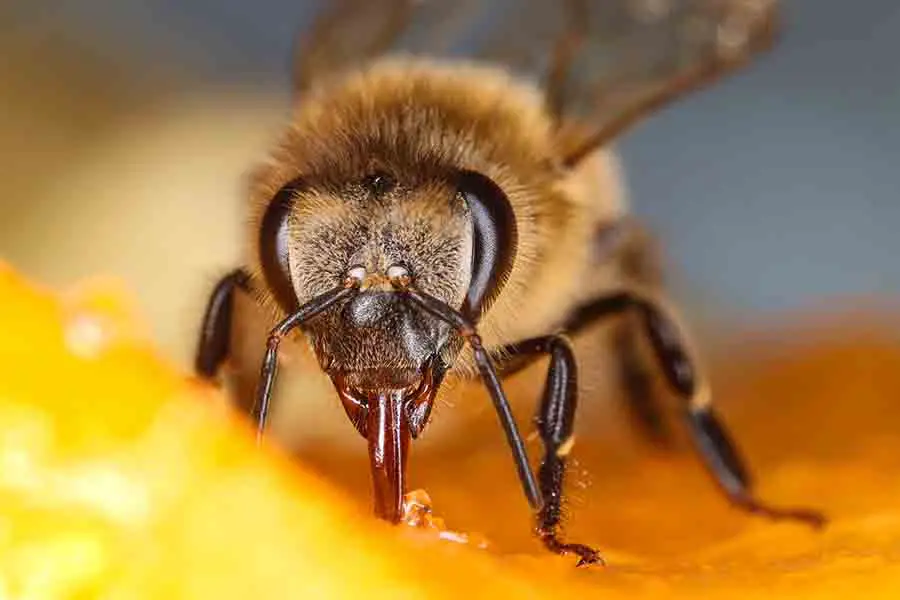 antenas de abeja