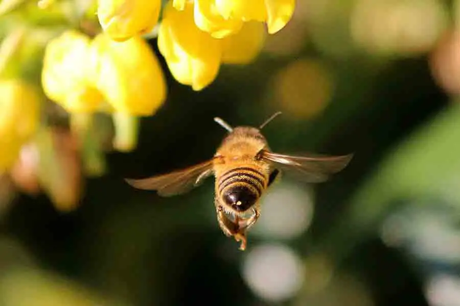 abeja volando hacia la flor