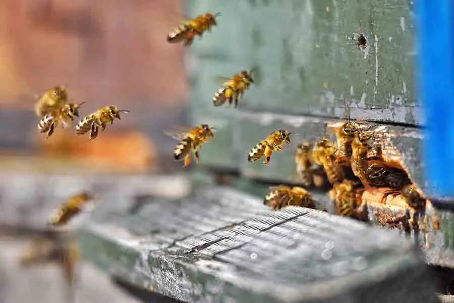 abejas volando en grandes cantidades