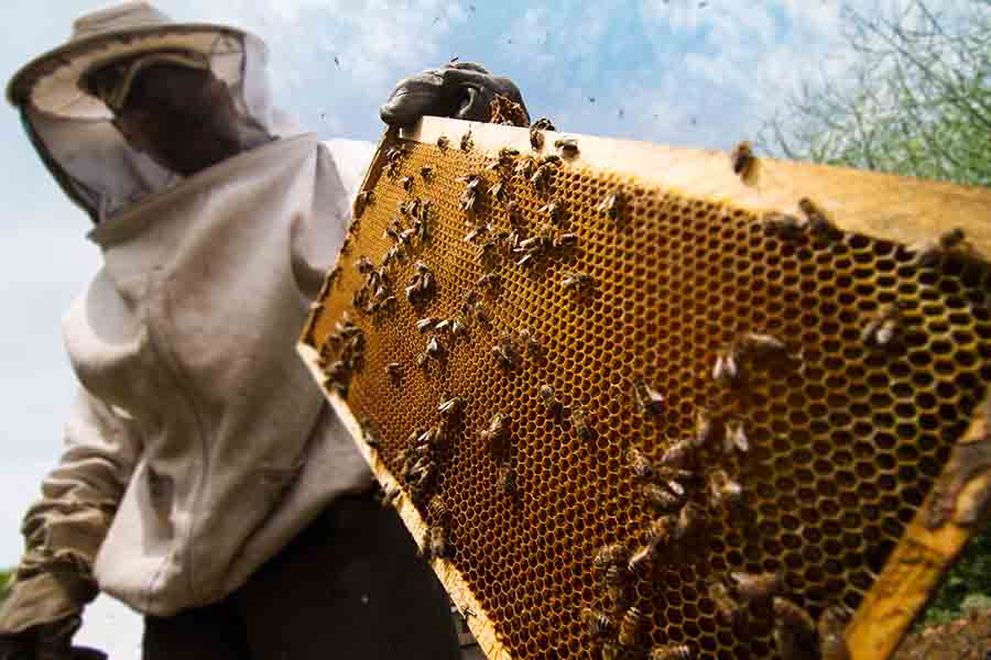 apicultor trabajando en colmena