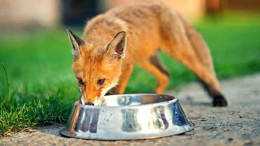 Los zorros que viven en áreas urbanas pueden beber agua de los tazones de agua de las mascotas domésticas