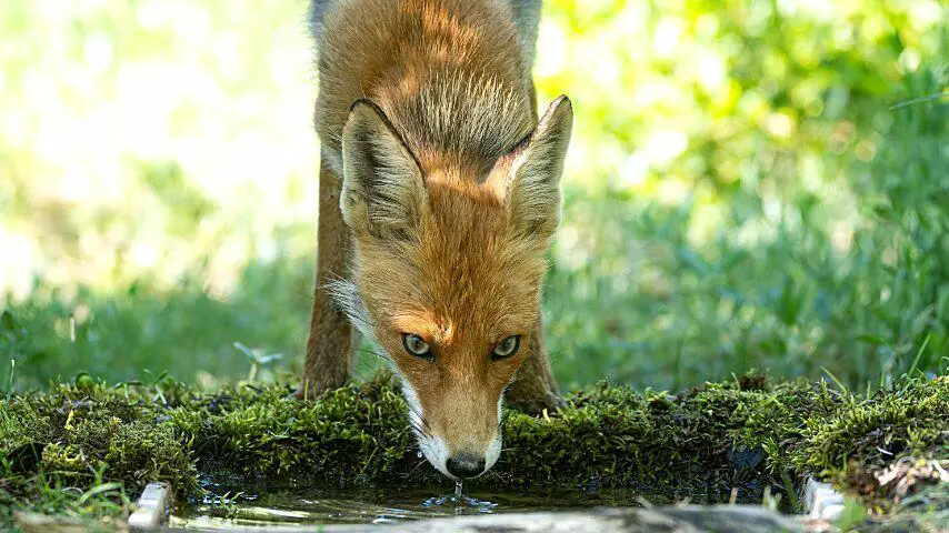 Los zorros beben agua por necesidad para mantenerse hidratados