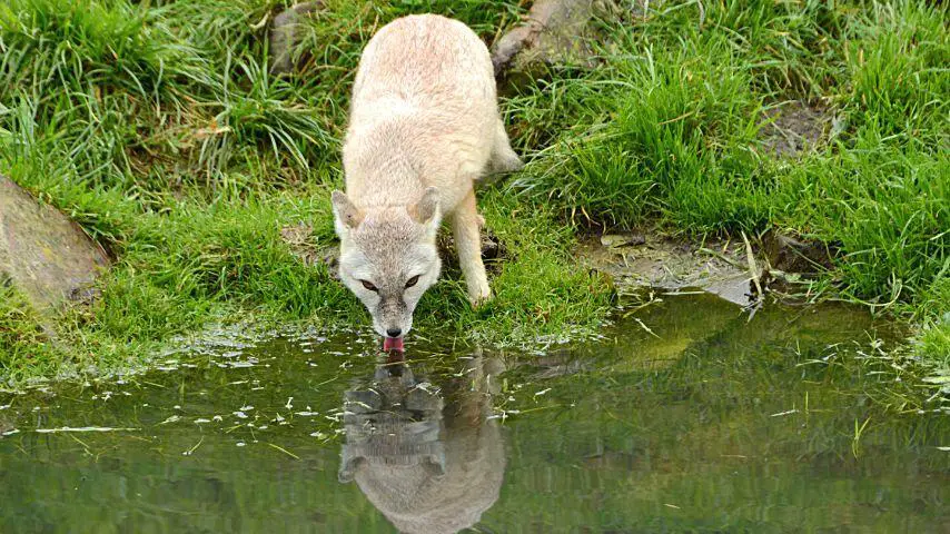 Los zorros beben agua lamiéndola de ríos, arroyos, lagos y charcos.