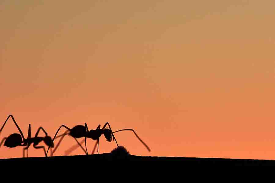 hormigas forrajeando en la noche