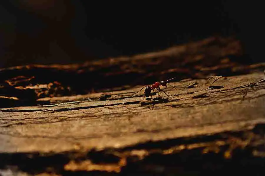 sola hormiga carpintera arrastrándose por el bosque