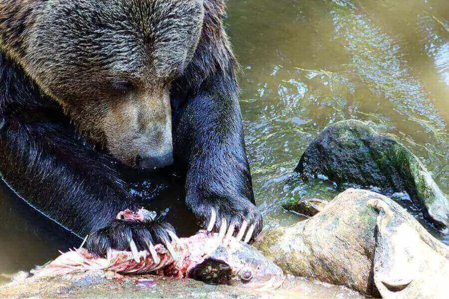 garras de oso mientras come presa