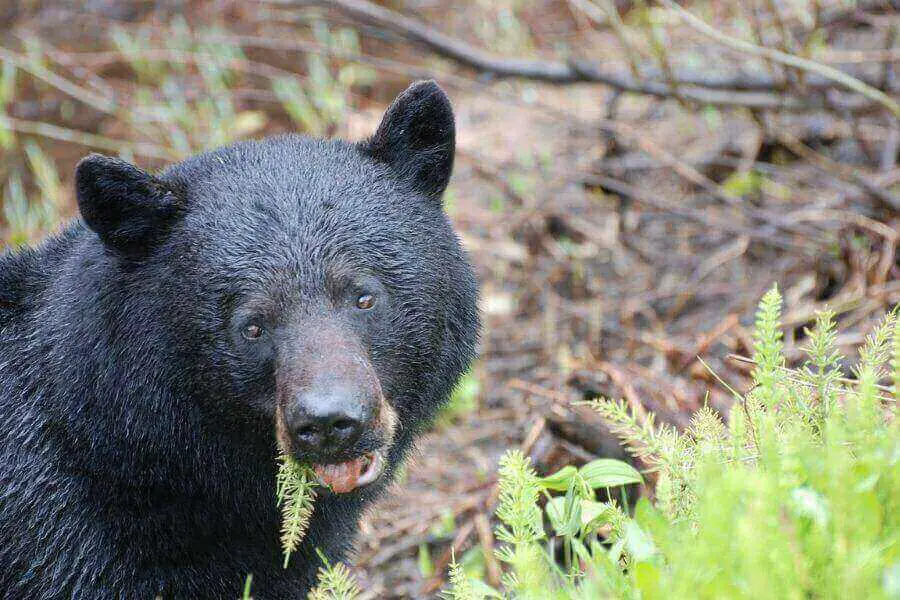osos negros comiendo plantas verdes