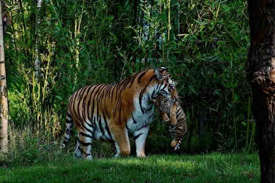 un tigre y su cría