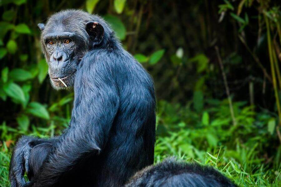 chimpancé en la jungla