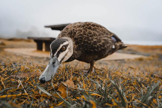 foto de cerca de un pato en tierra