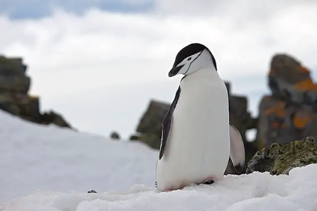 pinguino parado en la nieve