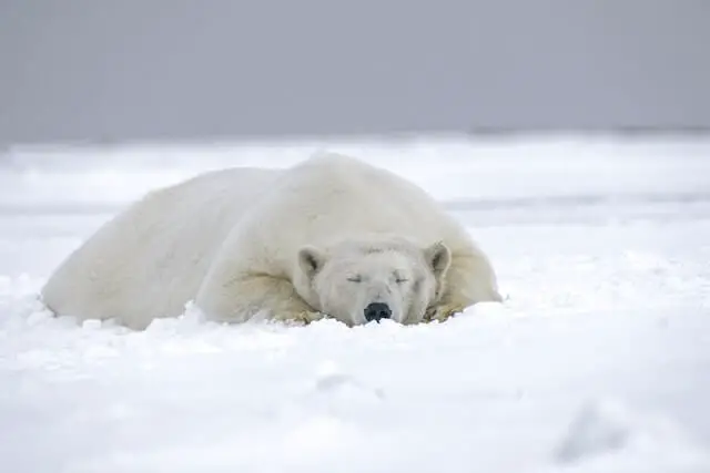 oso polar durmiendo en la nieve