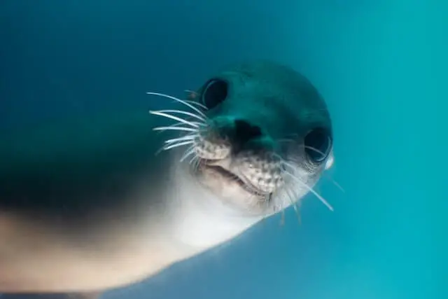 foto de cerca de una foca bajo el agua