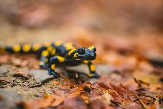 salamandra negra y amarilla en suelo frondoso