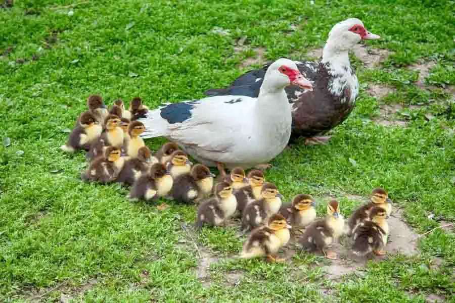 gran familia de patos con patitos