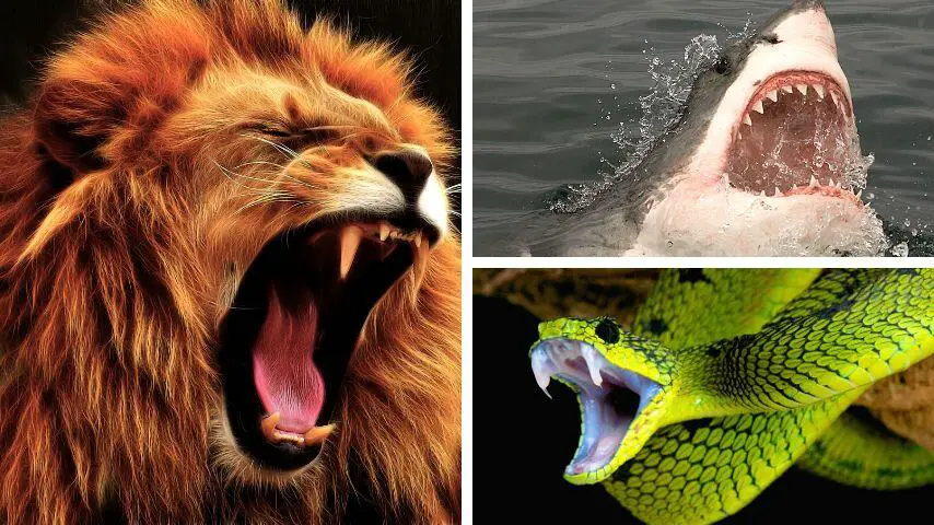 Se sabe que los leones, los tiburones y las serpientes tienen colmillos.