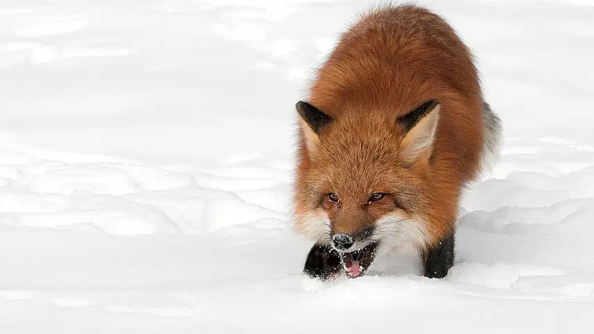 Los zorros abren la boca tanto cuando juegan como cuando pelean.