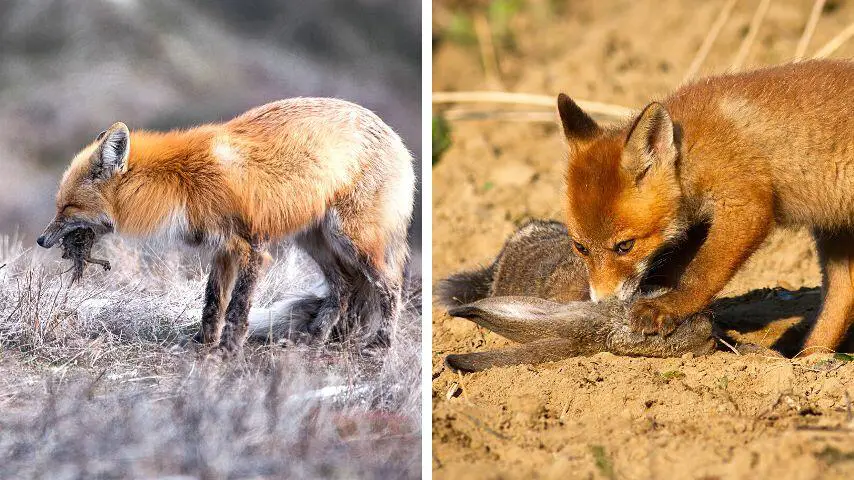 La dieta básica de un zorro incluye roedores como ardillas y conejos.
