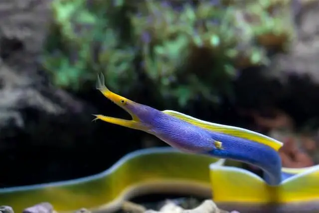 anguila azul y amarilla bajo el agua