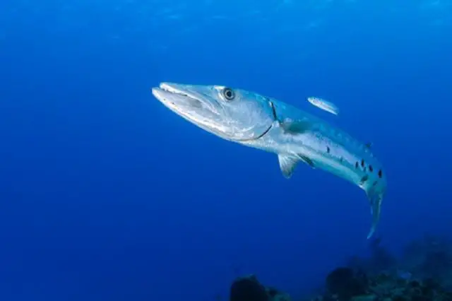 gran barracuda nadando bajo el agua