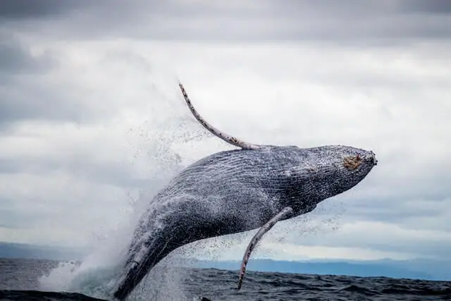 gran ballena saltando del mar