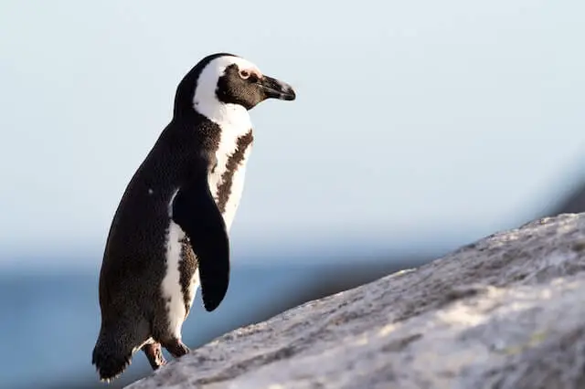 pingüino blanco y negro parado en piedra