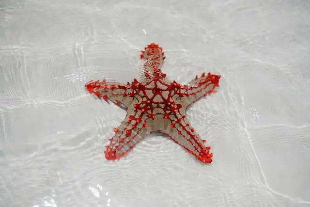 estrella de mar roja en el fondo arenoso del mar claro