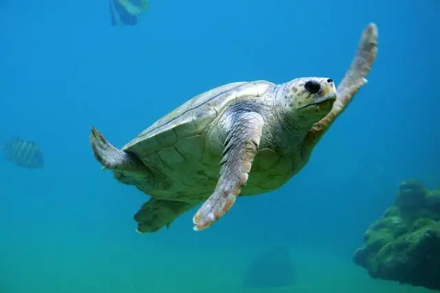 tortuga marina nadando en el agua clara del océano