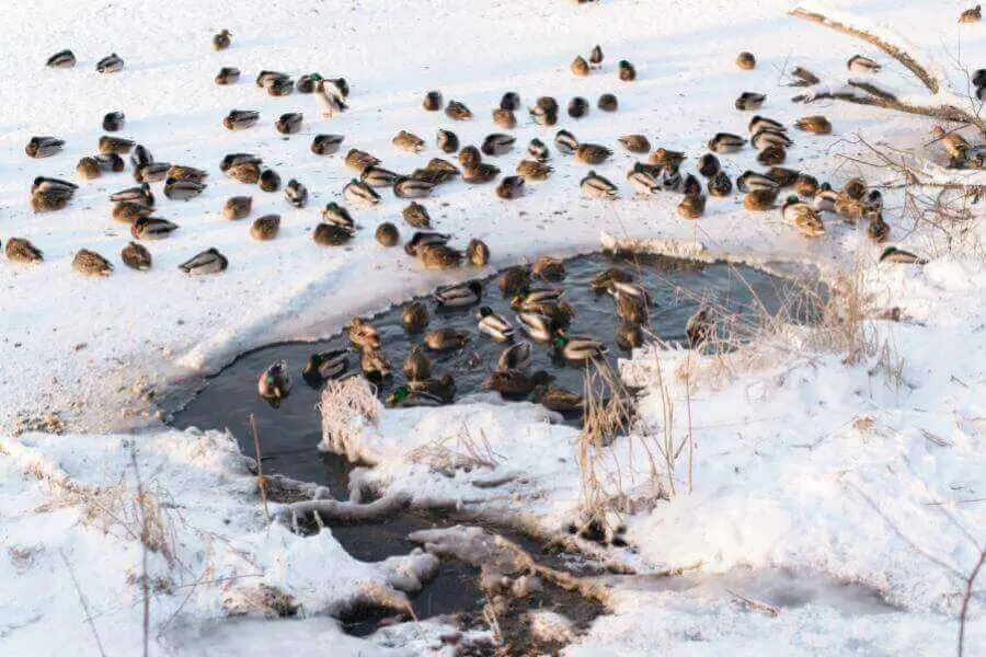 patos en un lago salvaje congelado en invierno
