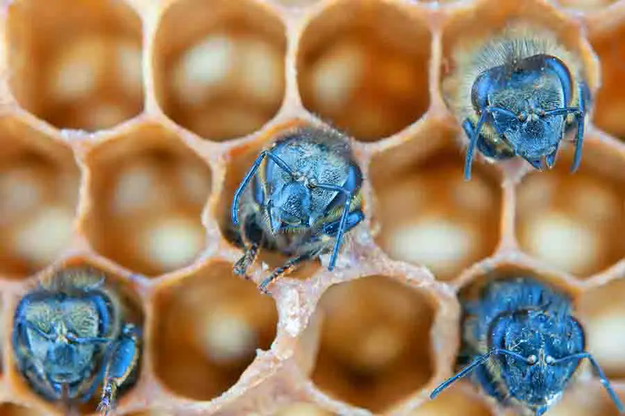 abejas jóvenes dentro del panal